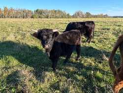 Yearling Heifer