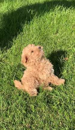 Mini Poodle/ShihChon