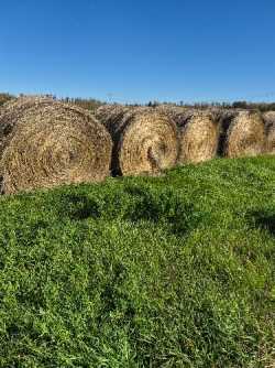 Horse Hay