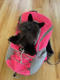 Pet Carriers