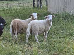 Ram Lambs
