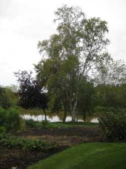large birch tree