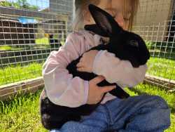 Young bunnies for sale