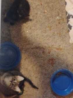 Free kittens