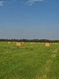Hay for Sale