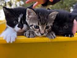 Kittens 