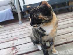 Missing Cat